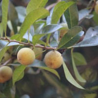 Xantolis tomentosa (Roxb.) Raf.